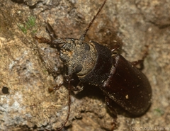 Brephilydia jejuna
