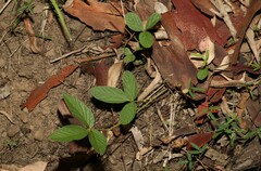 Flemingia parviflora
