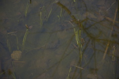 Bufo gargarizans