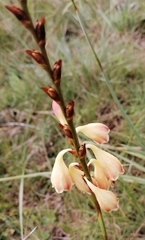 Gladiolus crassifolius