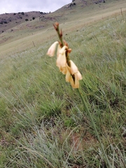 Gladiolus crassifolius