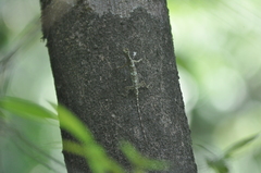 Draco