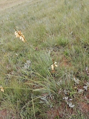 Gladiolus crassifolius