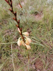 Gladiolus crassifolius