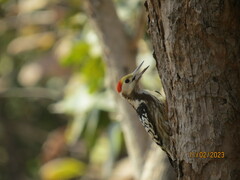 Leiopicus mahrattensis