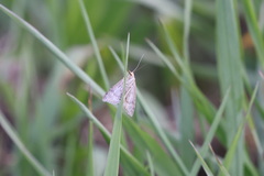 Udea lutealis