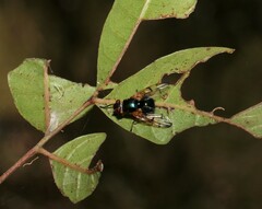 Lamprogaster imperialis