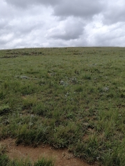 Gladiolus crassifolius