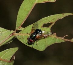 Lamprogaster imperialis