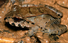 Leptodactylus pentadactylus