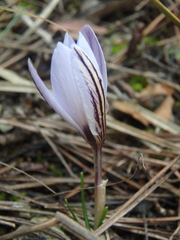 Crocus reticulatus