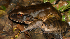 Leptodactylus pentadactylus