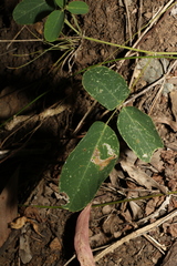 Oxytes brachypoda