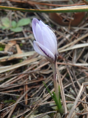 Crocus reticulatus