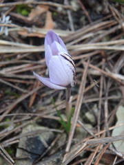 Crocus reticulatus