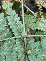 Dryopteris paleolata