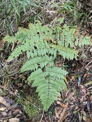 Dryopteris paleolata