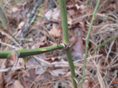 Smilax excelsa