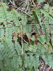 Dryopteris paleolata