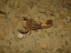 Uroplectes marlothi