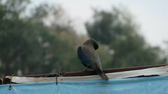 Coracias affinis