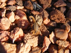 Uroplectes marlothi