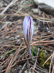 Crocus reticulatus