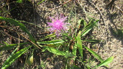 Centaurea × moncktonii