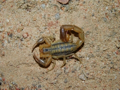Uroplectes marlothi
