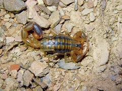 Uroplectes marlothi
