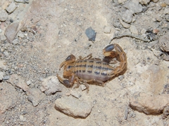 Uroplectes marlothi
