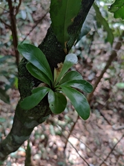 Aspleniaceae