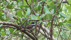 Rhipidura javanica