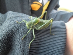 Polysarcus denticauda