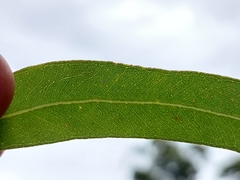 Eucalyptus rubida rubida
