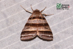 Flammona quadrifasciata