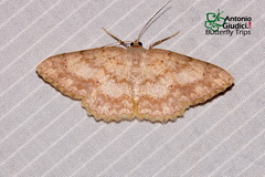 Luxiaria emphatica