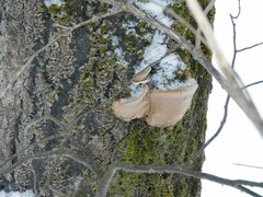 Phellinus tremulae