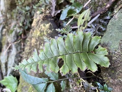 Hymenasplenium excisum