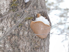 Phellinus tremulae
