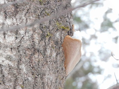 Phellinus tremulae