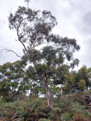 Eucalyptus rubida rubida
