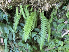 Phegopteris decursive-pinnata