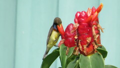 Cinnyris jugularis