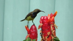 Cinnyris jugularis