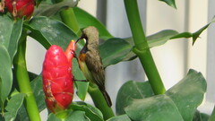 Cinnyris jugularis