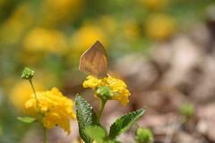 Eurema laeta
