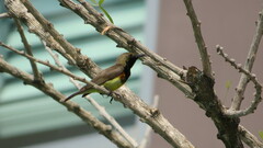 Cinnyris jugularis