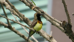 Cinnyris jugularis