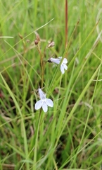 Lobelia flaccida